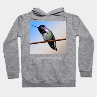 Costa's Hummingbird Hoodie